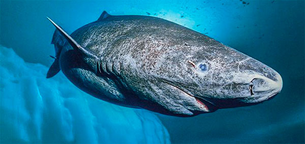 Tiburon-de-Groenlandia
