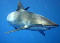 Carcharhinus_falciformis-tiburon--de-seda
