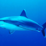 Tiburón de punta plateada