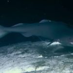 Tiburón Dormilón del Pacífico: Mide hasta 7 Metros