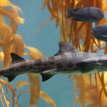 Tiburón Leopardo