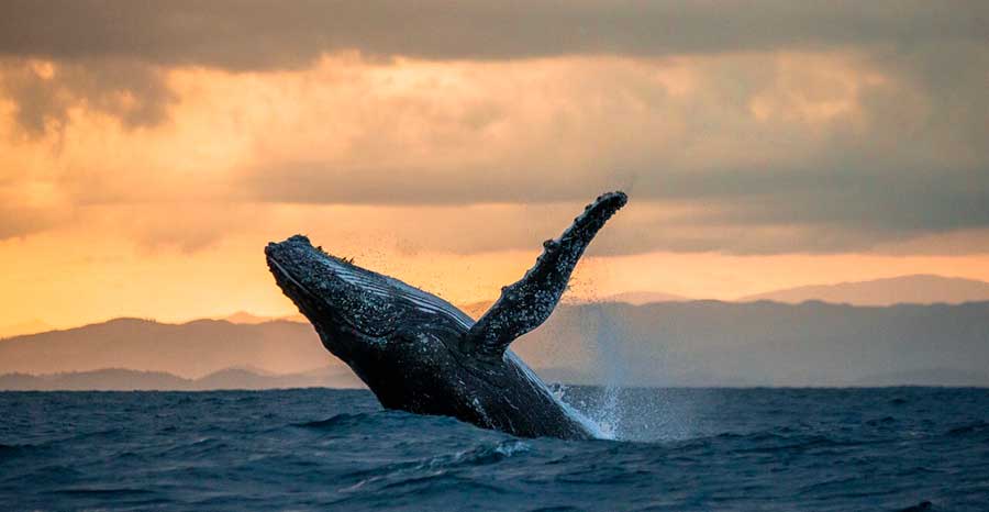 ballena-saltando-mamiferos marinos - ballena mamifero o pez