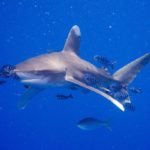 Tiburón Oceánico de Puntas Blancas