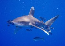 tiburon-oceanico-de-puntas-blancas-1