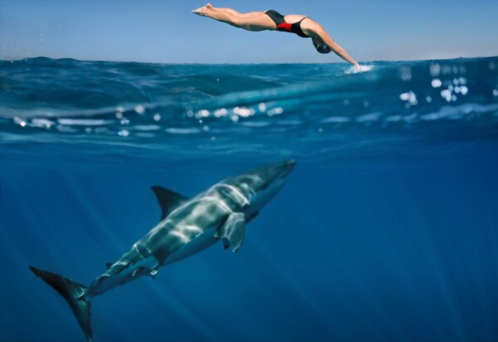 Los 10 Tiburones más peligrosos del Mundo