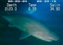 Six-gill_shark-Canabota_gris-tiburon_de_seis_branquias_chata-tiburon_de_peinetas